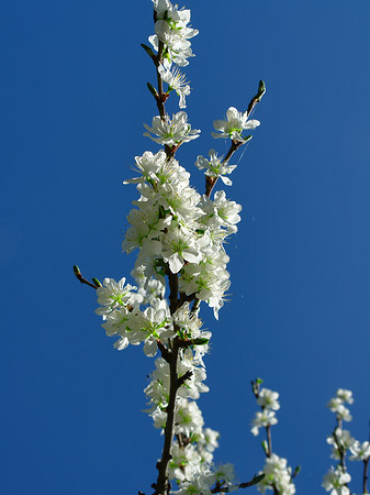 Frühling - Berlin