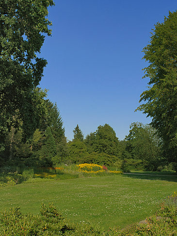 Foto Wiese mit Bäumen