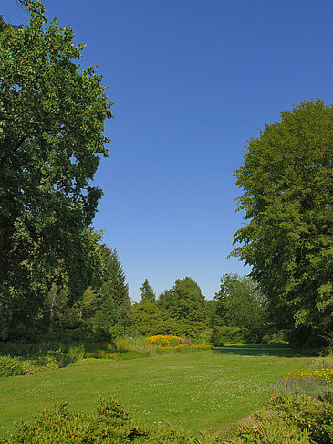 Foto Wiese mit Bäumen