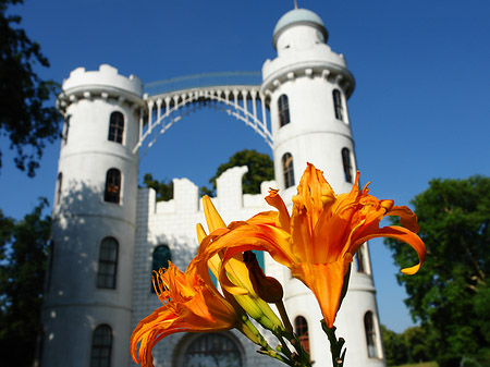 Blumen auf der Pfaueninsel - Berlin (Berlin)