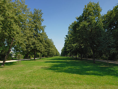 Wiese Foto 