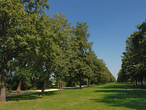 Wiese