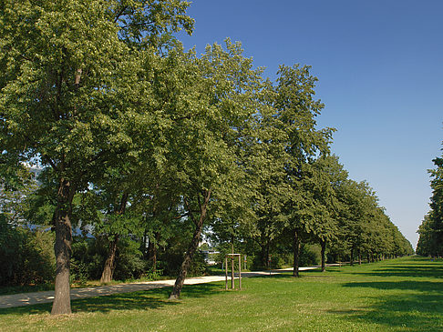 Fotos Wiese | Dresden