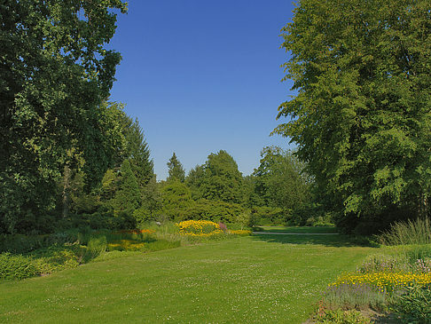 Wiese mit Bäumen Foto 