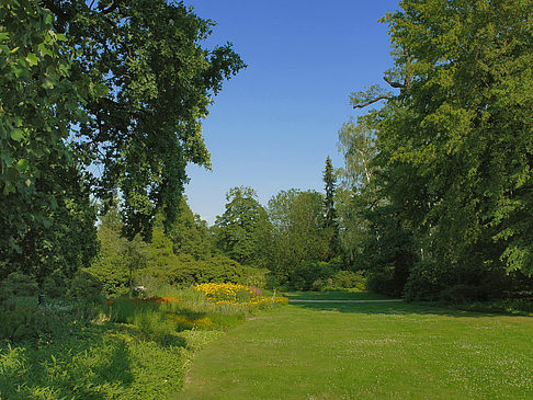 Fotos Wiese mit Bäumen | Dresden