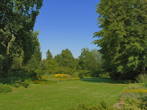 Foto Wiese mit Bäumen - Dresden