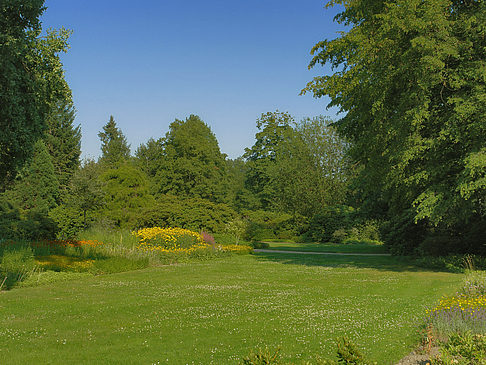 Wiese mit Bäumen