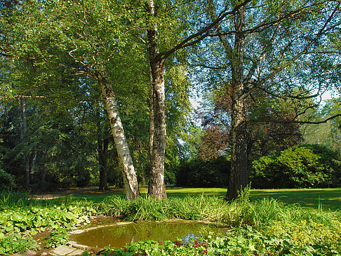 Wiese mit Bäumen Foto 